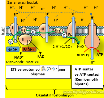 Kemiozmotik hipoteze göre mitokondrilerde ATP üretiminin şematik gösterimi